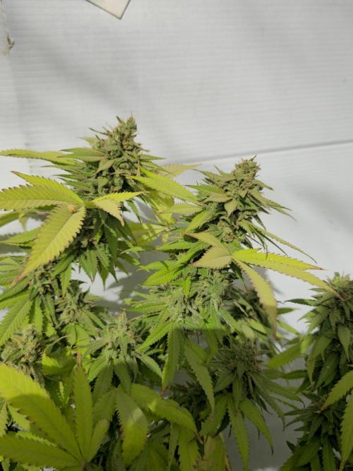 Purple OG Feminizada Exterior. Week 8