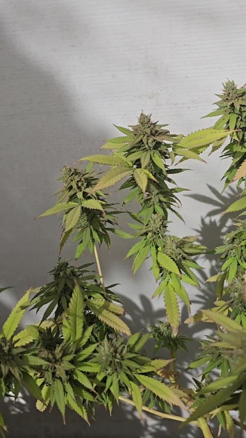 Purple OG Feminizada Exterior