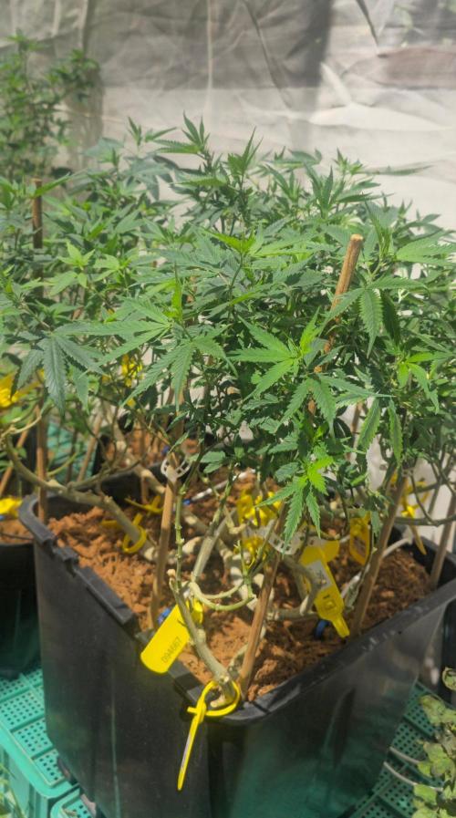 Multinjerto Madre. Week 13