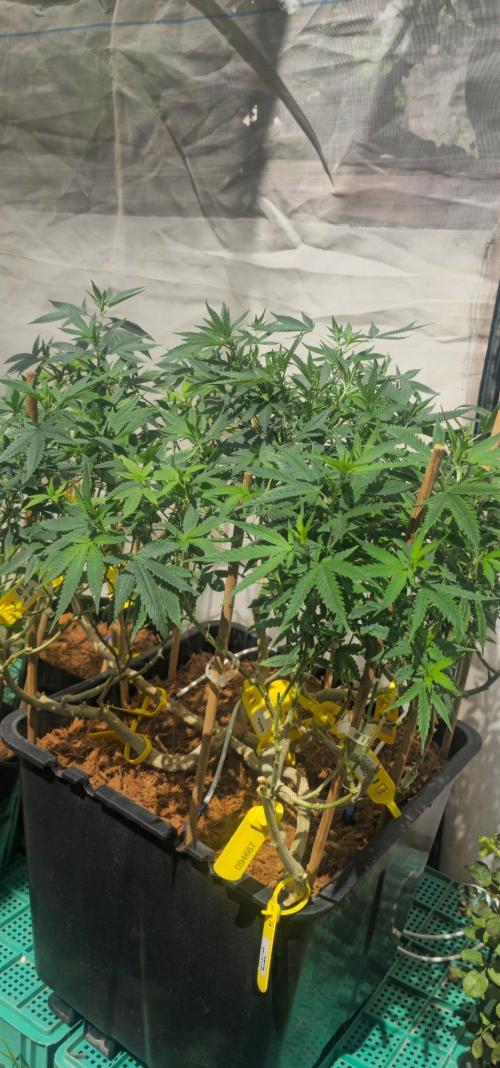 Multinjerto Madre. Week 13