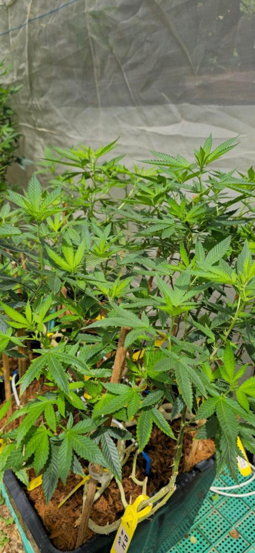 Multinjerto Madre. Week 1