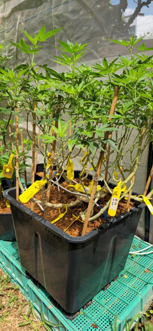 Multinjerto Madre. Week 1