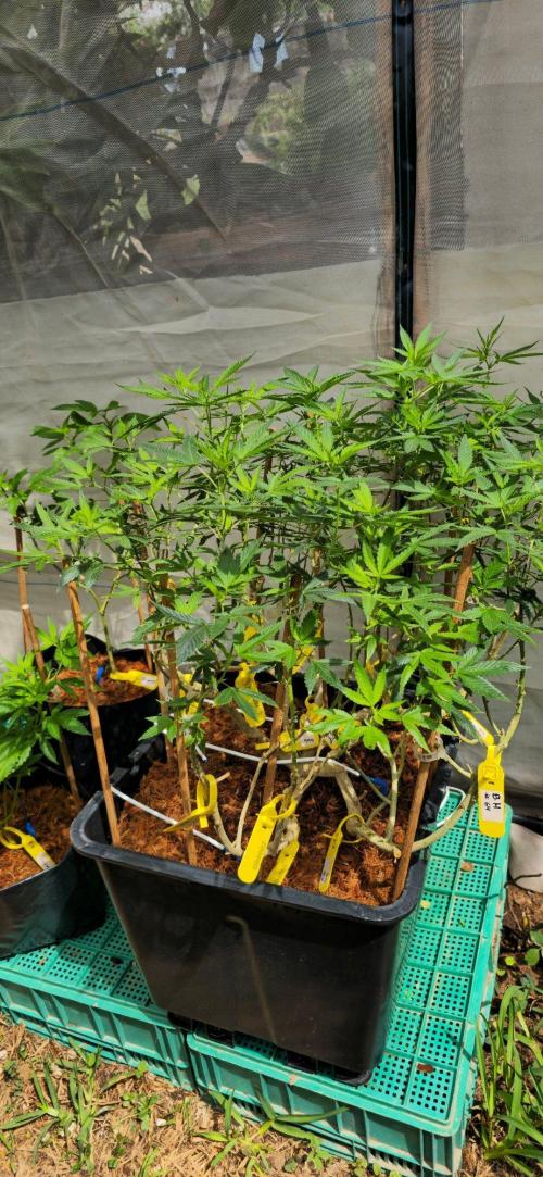 Multinjerto Madre. Week 1
