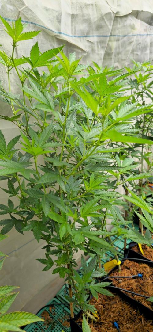 Banana OG Feminizada. Week 1