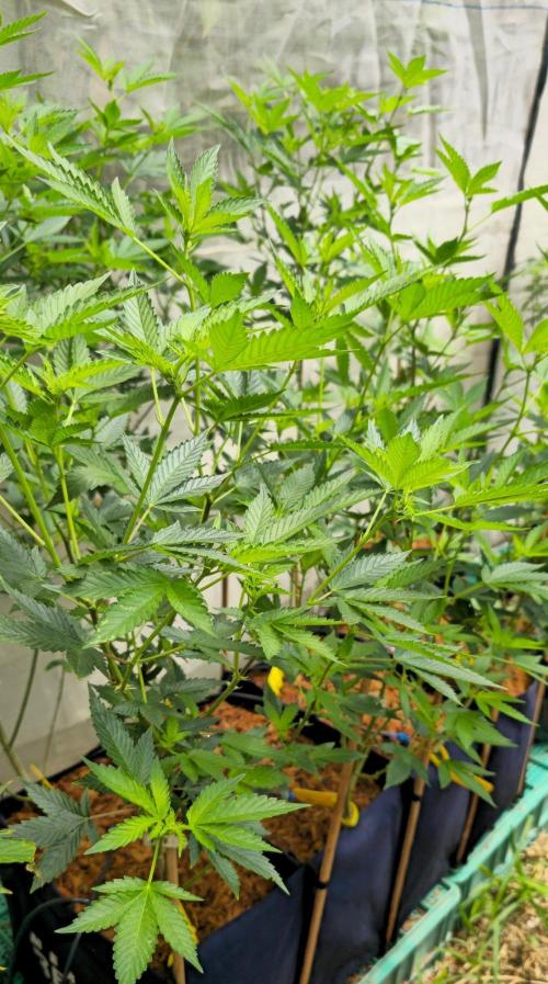Banana OG Feminizada. Week 1