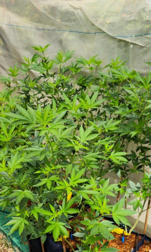 Banana OG Feminizada. Week 1