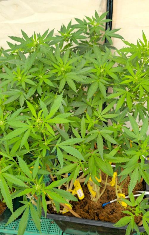 Multinjerto Madre. Week 2