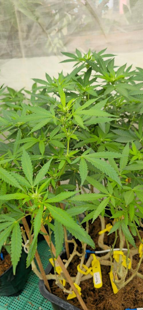 Multinjerto Madre. Week 2