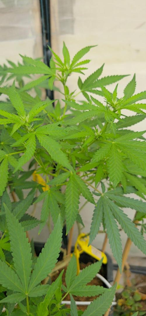 Multinjerto Madre. Week 2