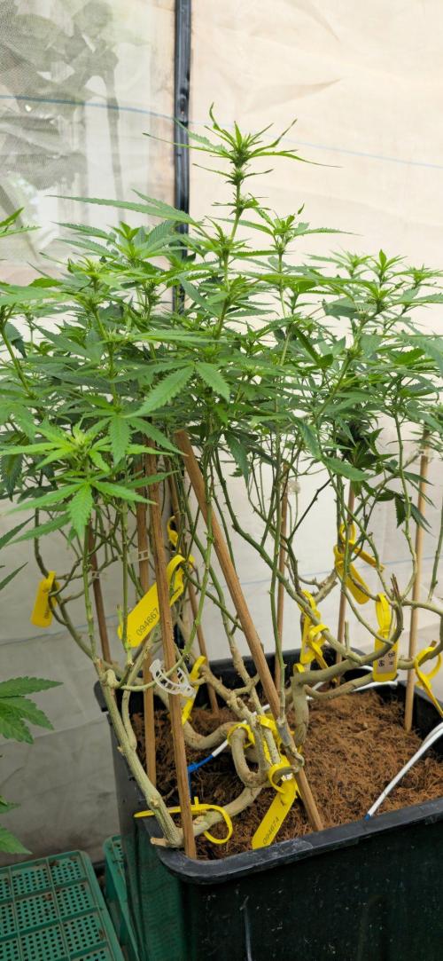 Multinjerto Madre. Week 2
