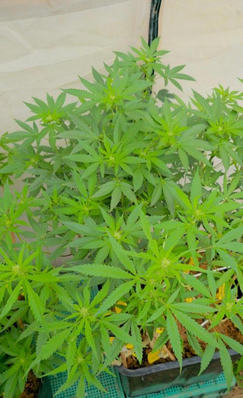 Multinjerto Madre. Week 2