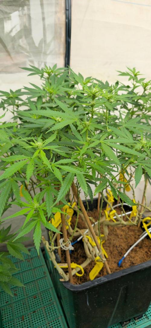 Multinjerto Madre. Week 2