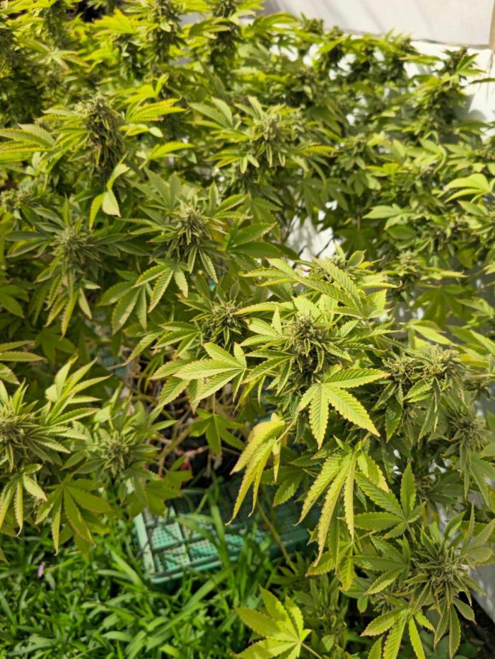 Banana Scout Feminizada  Exterior. Week 8