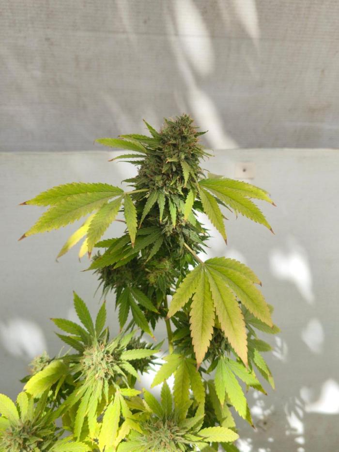 White Kush Feminizada Exterior. Week 9