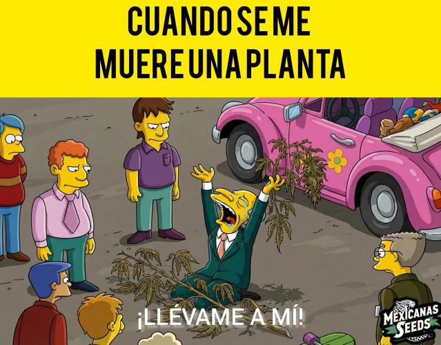 Mexicanas Seeds Company. - Cookies Fotoperiodica Feminizada  by Mexicanasseeds