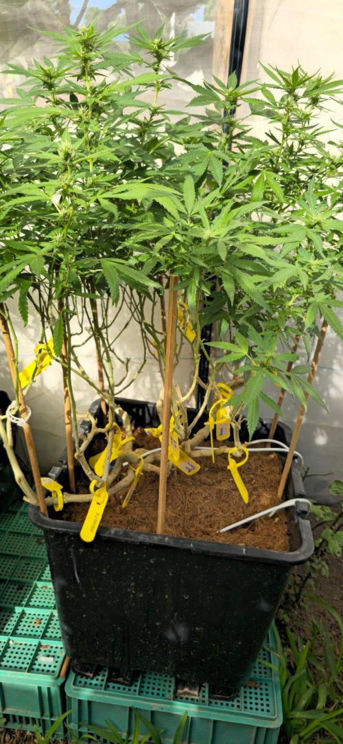Multinjerto Madre. Week 3