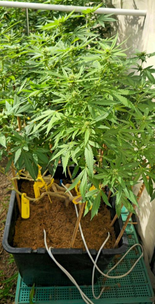 Multinjerto Madre. Week 3