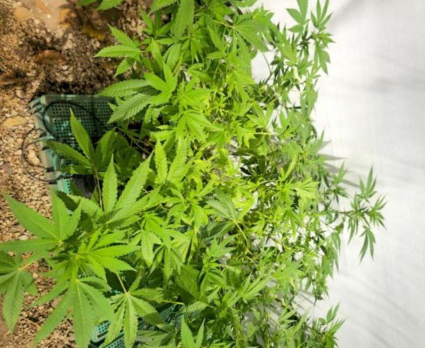 White Kush Feminizada Exterior. Week 1