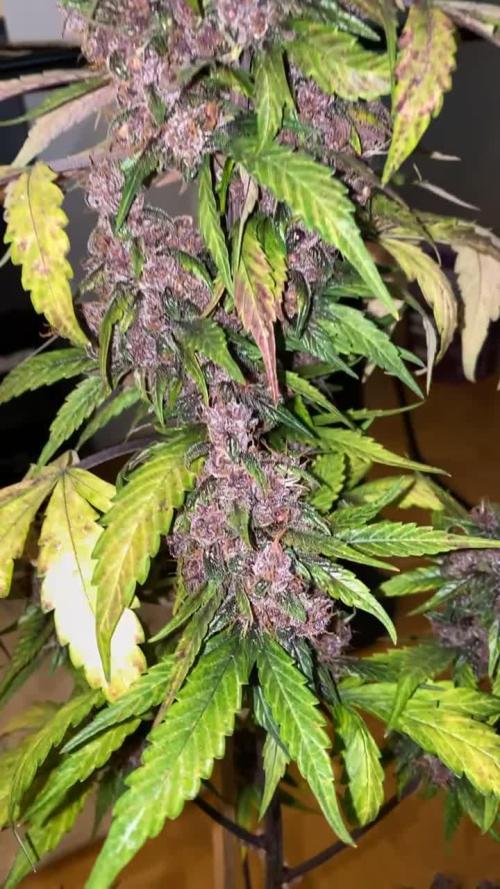Watermelon Candy und Auto Purple