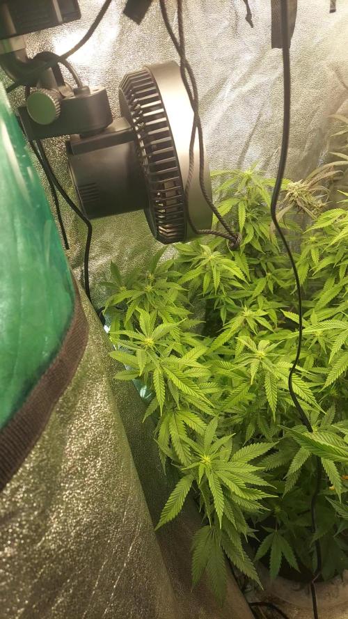 Platinum Kush Breath