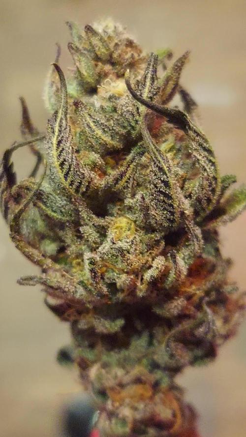 Pheno #3 Kings Juice