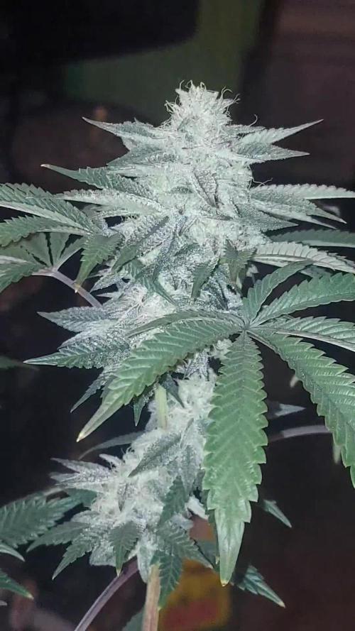 RS11 S1 (my rs11 clone selfed itself and this is the seed)
