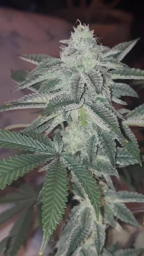 RS11 S1 (my rs11 clone selfed itself and this is the seed)