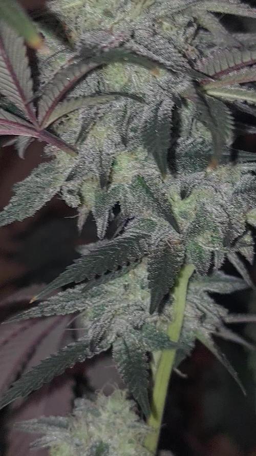 RS11 S1 (my rs11 clone selfed itself and this is the seed)