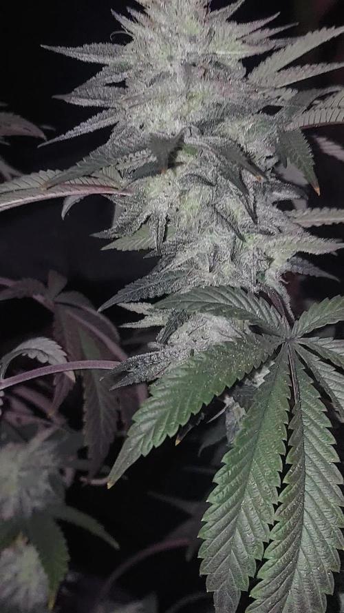 RS11 S1 (my rs11 clone selfed itself and this is the seed)