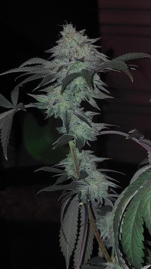 RS11 S1 (my rs11 clone selfed itself and this is the seed)