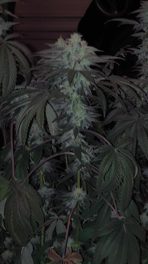 RS11 S1 (my rs11 clone selfed itself and this is the seed)