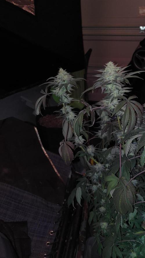RS11 S1 (my rs11 clone selfed itself and this is the seed)