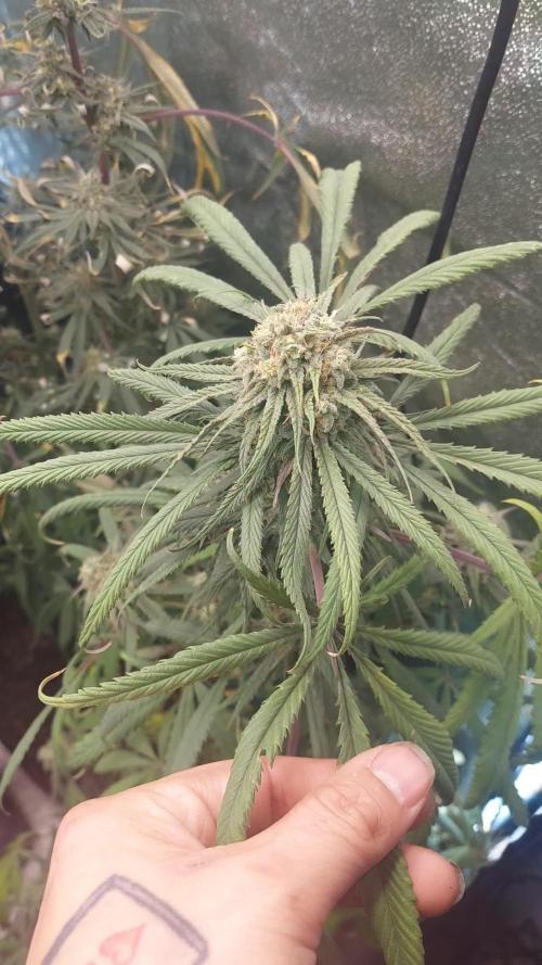 2025 Eternity Grow Cup