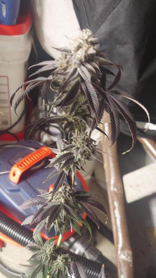 RS11 S1 (my rs11 clone selfed itself and this is the seed)