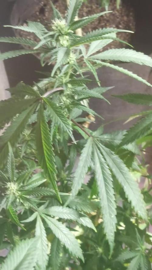 Baking Blueberry Muffins - Humboldt Breeder Clone