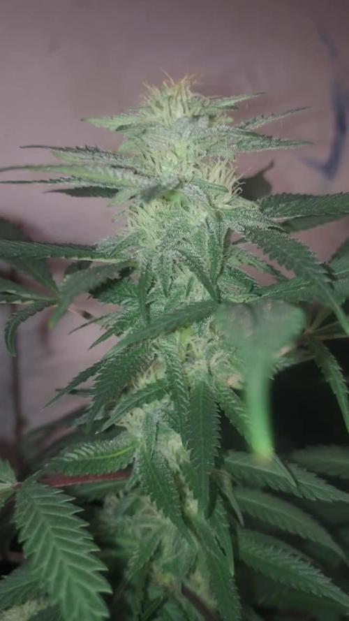 Baking Blueberry Muffins - Humboldt Breeder Clone