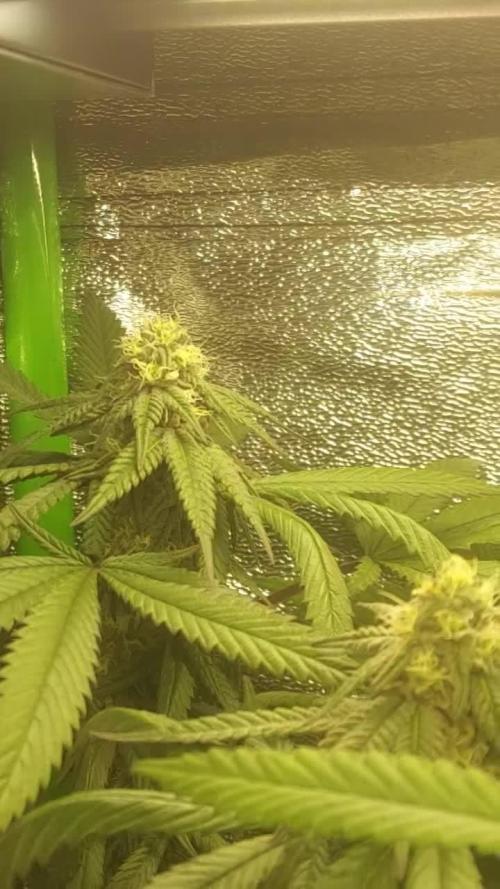 Purple Chrome #8 Kaprikorn Clones