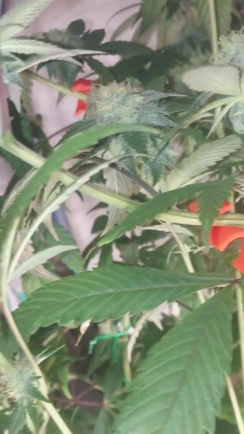Acai Gelato/ Gelato#49 Kaprikorn Clones