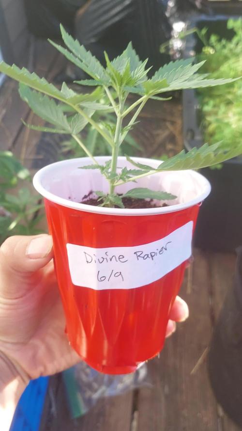 Divine Rapier (indoor) Divine Seeds 2025