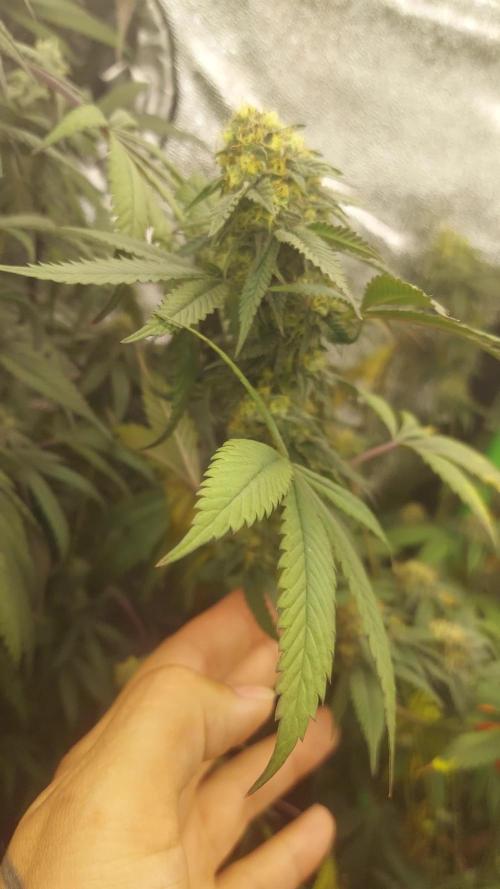 Acai Gelato/ Gelato#49 Kaprikorn Clones