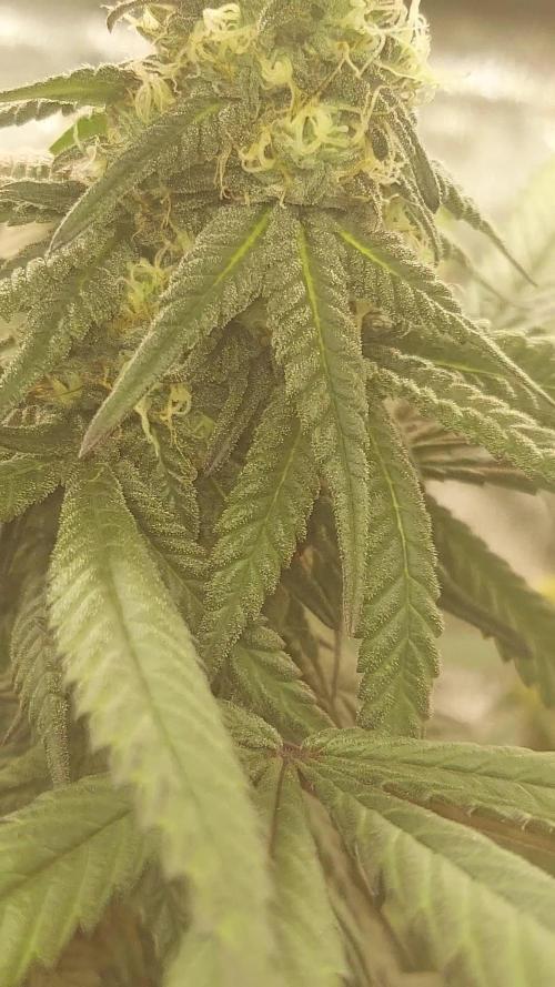 Purple Chrome #8 Kaprikorn Clones