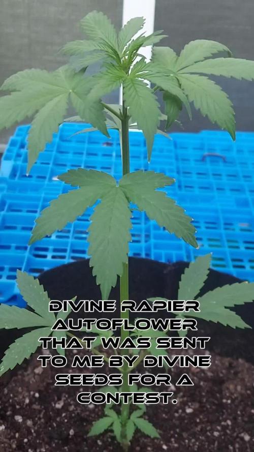 Divine Rapier (indoor) Divine Seeds 2025