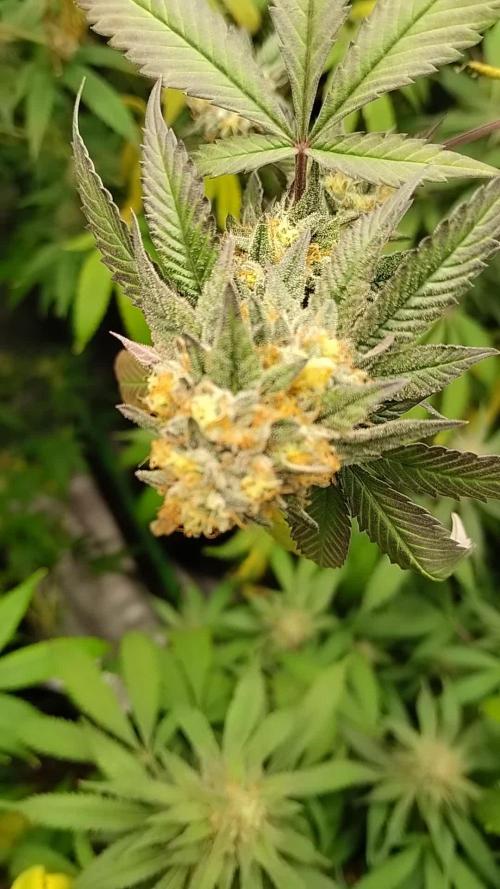 Acai Gelato/ Gelato#49 Kaprikorn Clones