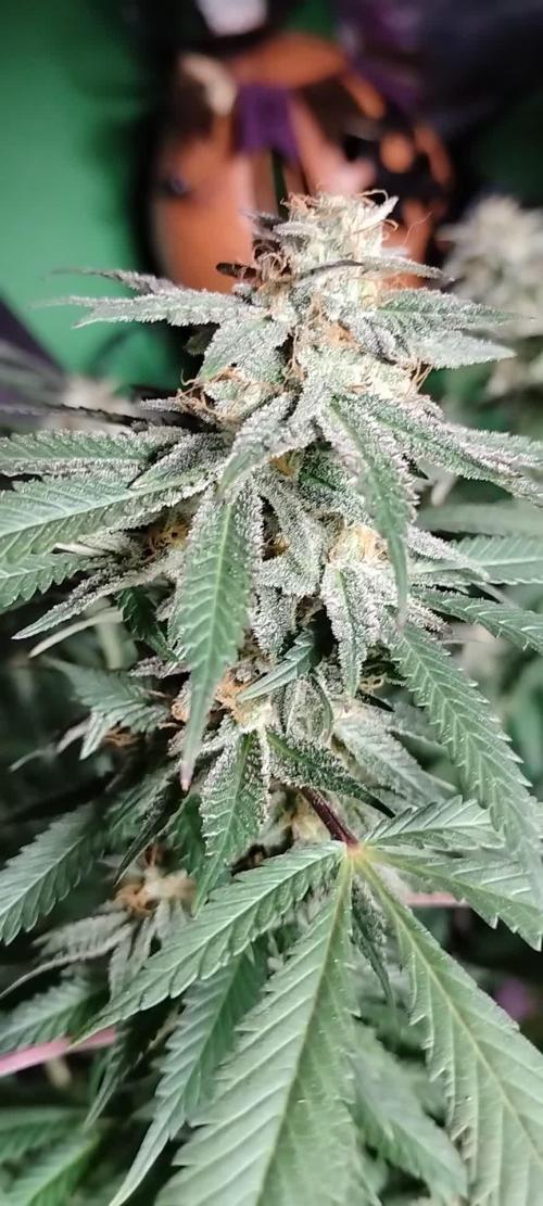 Baking Blueberry Muffins - Humboldt Breeder Clone
