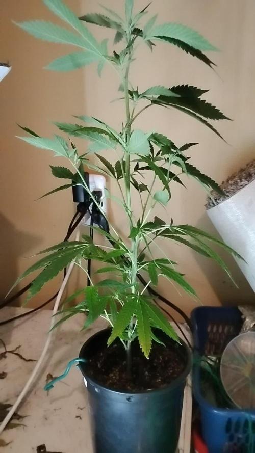 Blueberry Muffins Humboldt cut Round 2