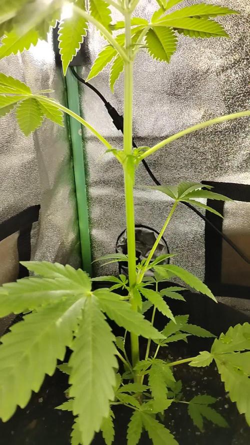 Black Opium(indoor)Divine seeds 2025