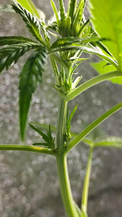 Divine Rapier (indoor) Divine Seeds 2025