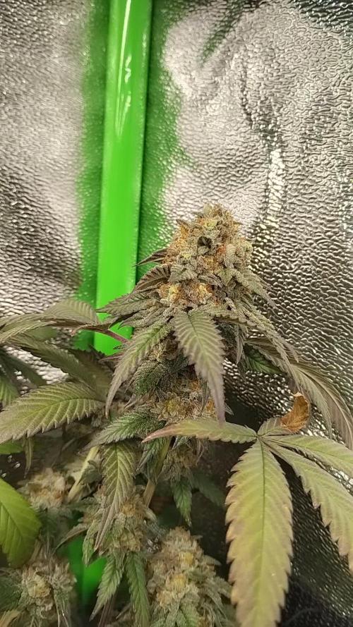 Acai Gelato/ Gelato#49 Kaprikorn Clones