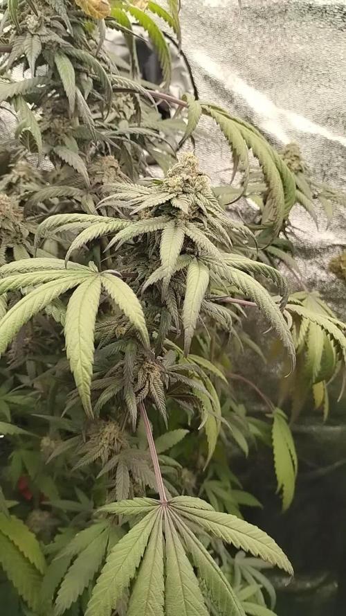 Purple Chrome #8 Kaprikorn Clones