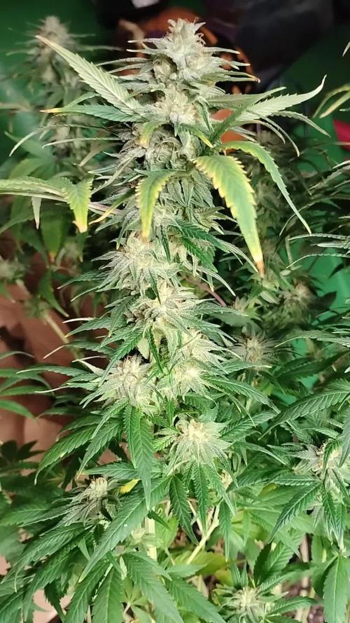 Walipini Prom Night Photoperiod